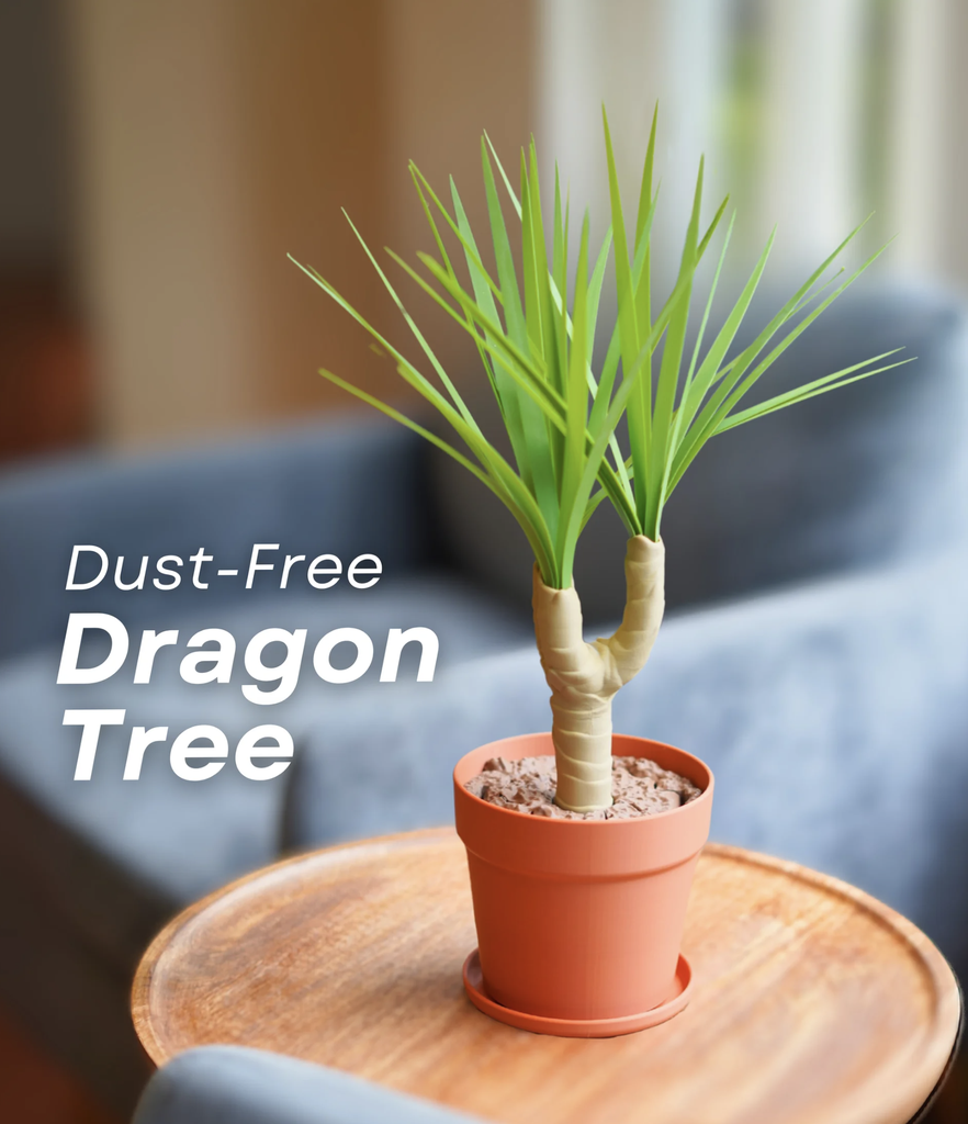 Dust-Free Dragon Tree | The Brush, Trashcan, Dustpan all-in-one Plant